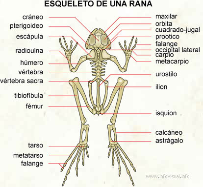Esqueleto de una rana